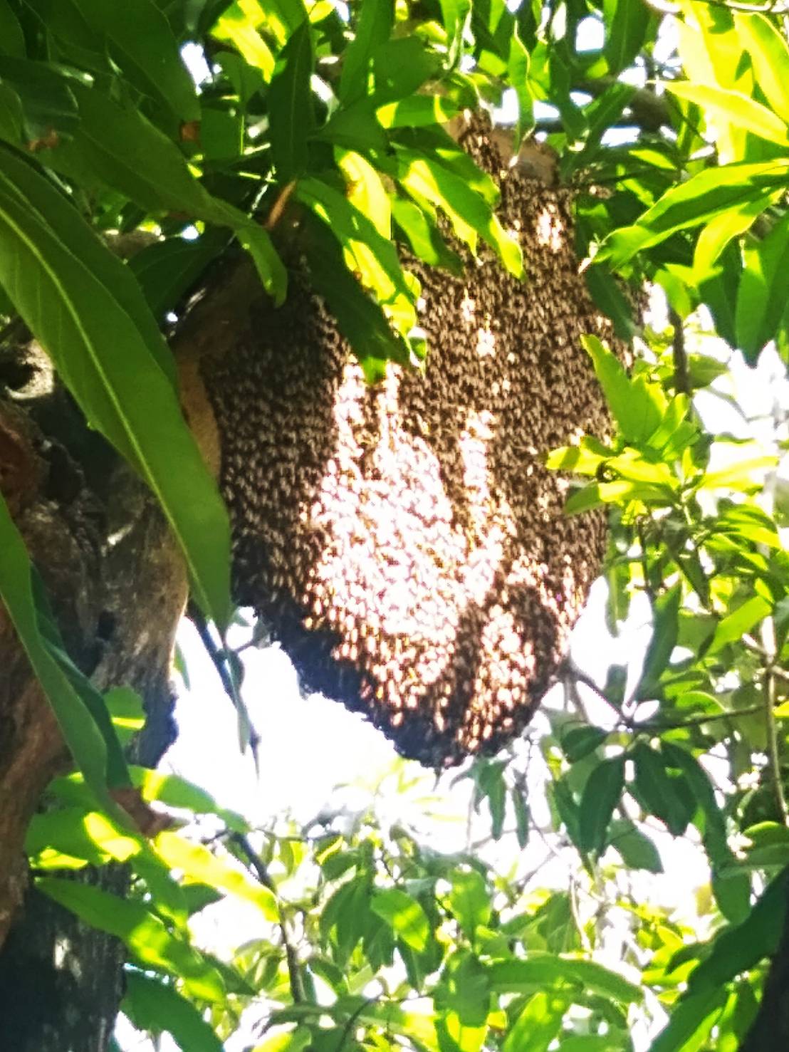บริการกำจัดรังต่อ กำจัดรังแตน กำจัดรังผึ้ง กำจัดแมลง