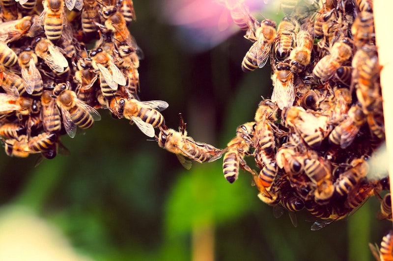 วิธีกำจัดรังผึ้ง/วิธีไล่ผึ้งด้วยตนเอง