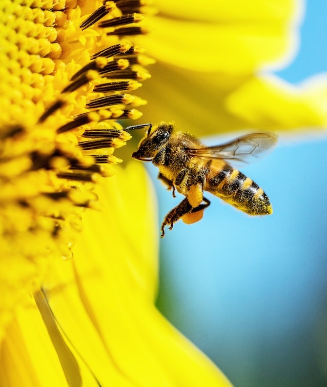 วิธีกำจัดรังผึ้ง